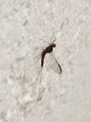 Ephemeroptera
