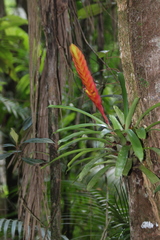 Vriesea incurvata