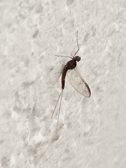Ephemeroptera