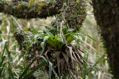 Vriesea