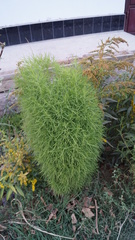 Angiospermae