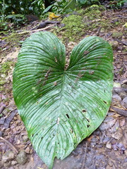 Philodendron grandipes