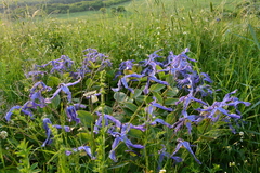 Clematis integrifolia