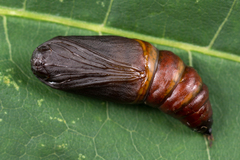 Odontopera bidentata