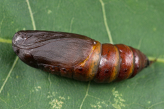 Odontopera bidentata