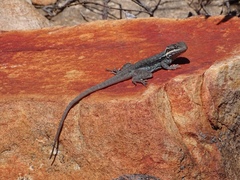 Ctenophorus modestus