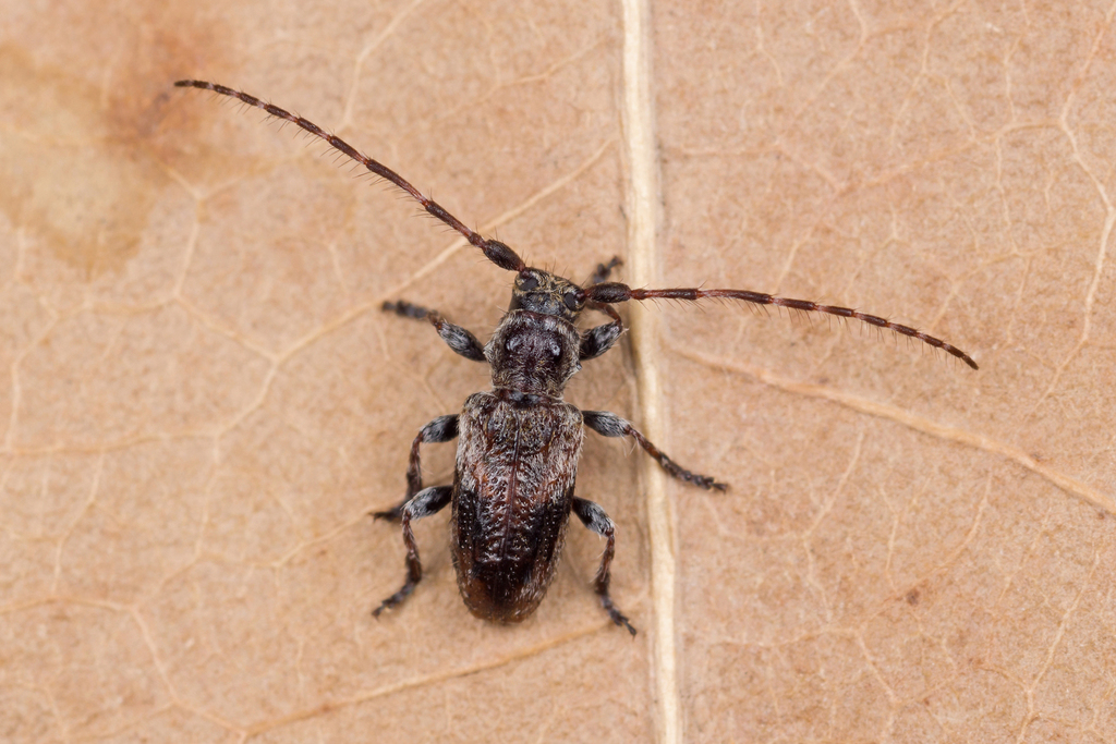 Pogonocherus ovatus