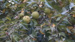 Maclura pomifera