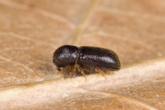 Taphrorychus bicolor