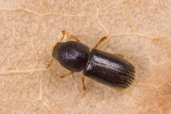 Taphrorychus bicolor