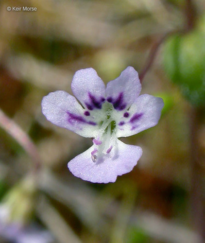 Small-flowered Tonella