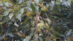 Maclura pomifera