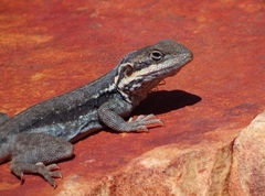 Ctenophorus modestus