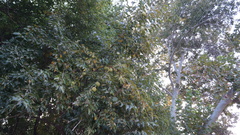 Maclura pomifera