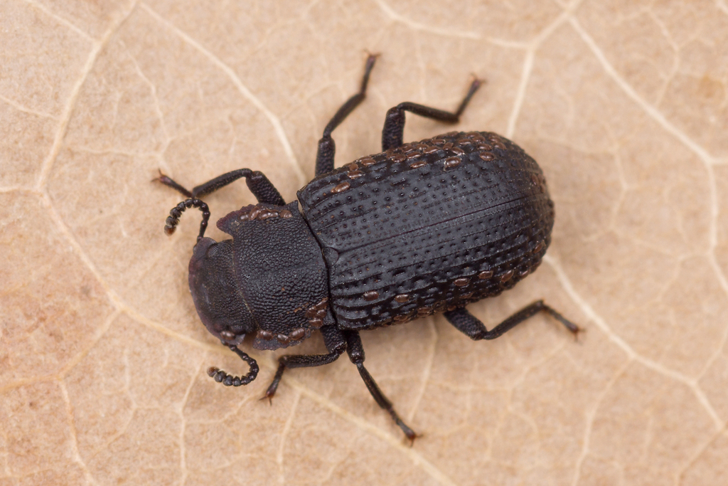 Bolitophagus reticulatus, photo 1 of 10