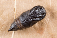 Sphrageidus similis
