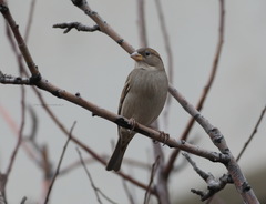 Passer domesticus