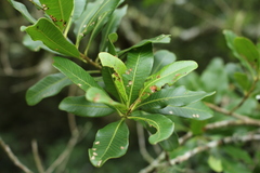 Lithraea brasiliensis