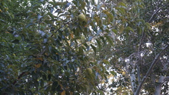 Maclura pomifera