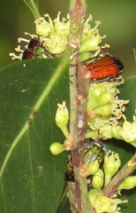 Leucocelis aeneicollis