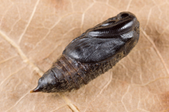 Sphrageidus similis