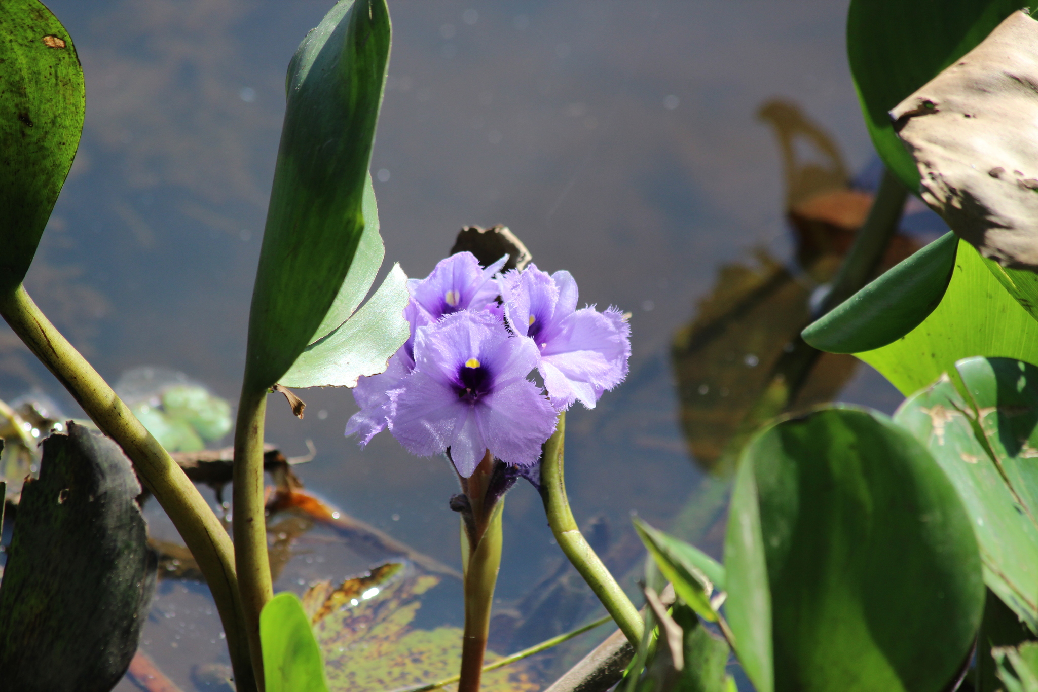 Pontederia azurea