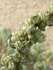 Atriplex
