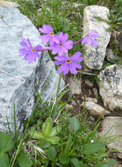 Primula halleri