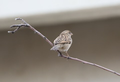 Passer domesticus