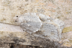 Acleris logiana