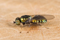 Microchrysa polita