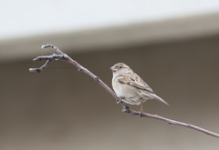 Passer domesticus