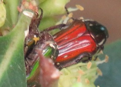 Leucocelis aeneicollis