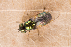 Microchrysa polita