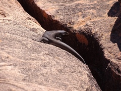 Liopholis personata