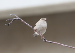 Passer domesticus