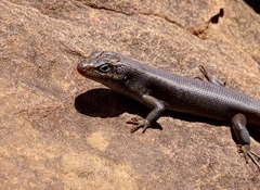 Liopholis personata