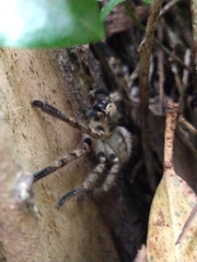 Polybetes pythagoricus