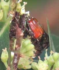 Leucocelis aeneicollis