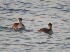 Podiceps nigricollis