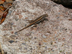 Sceloporus virgatus