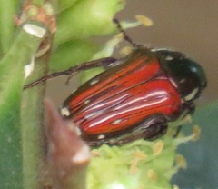 Leucocelis aeneicollis
