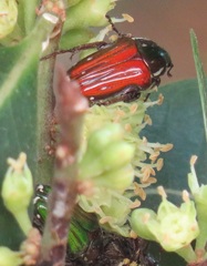 Leucocelis aeneicollis