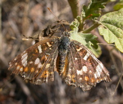 Phyciodes picta