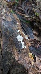 Hypomyces tremellicola