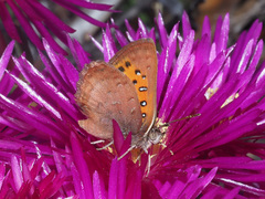 Chrysoritis chrysaor