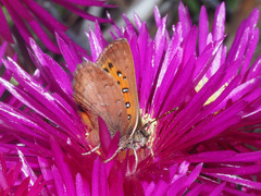 Chrysoritis chrysaor