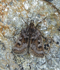 Metaxmeste schrankiana