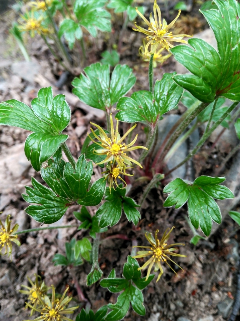 Hamadryas magellanica