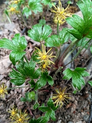 Hamadryas magellanica